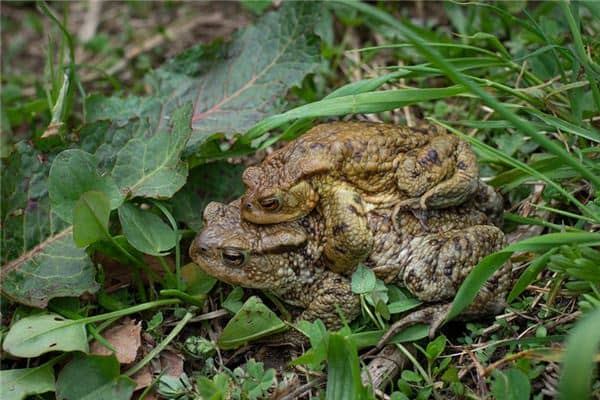 梦见蟾蜍和蛇是什么意思 梦见蟾蜍和蛇是什么意思