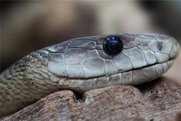 梦见蛇砍了头是什么意思 梦见蛇砍了头是什么意思