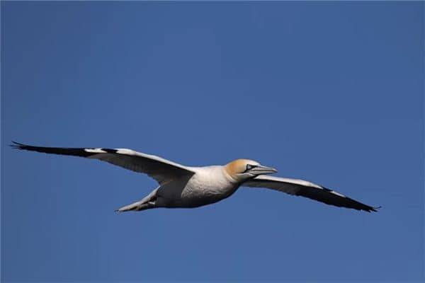 梦见飞得很高是什么意思 梦见飞得很高是什么意思