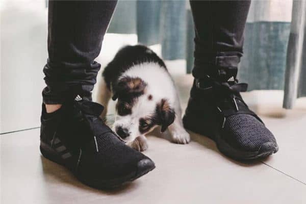 梦见狗咬鞋子是什么意思 梦见狗咬鞋子是什么意思