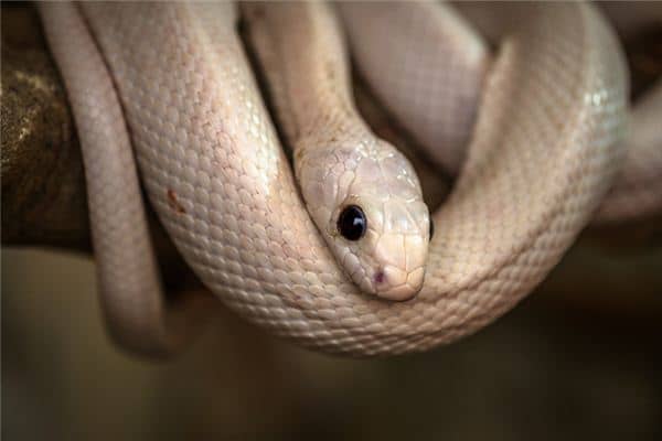 梦见白蛇舔脸是什么意思 梦见白蛇舔脸是什么意思