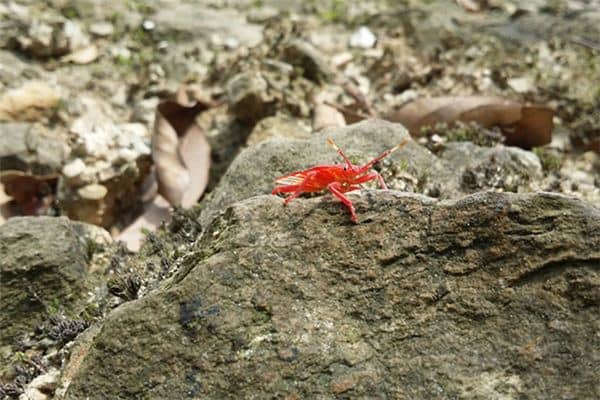 梦见虫子咬我是什么意思 梦见虫子咬我是什么意思