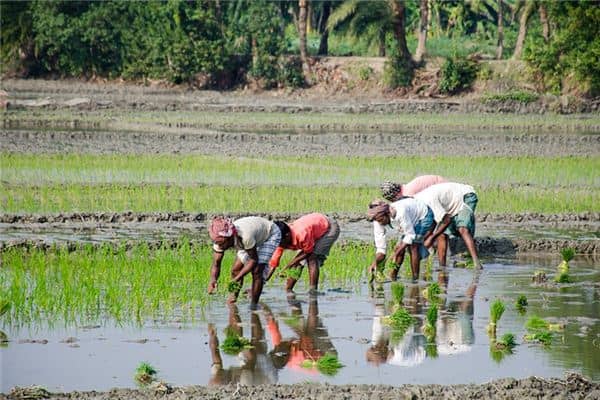 梦见在地里干活 梦见在地里干活