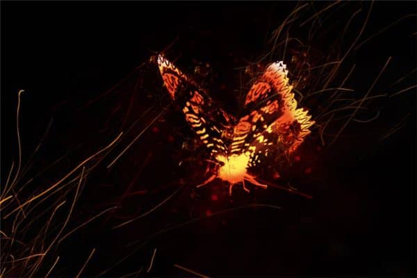 梦见火烧蝴蝶是什么意思 梦见火烧蝴蝶是什么意思