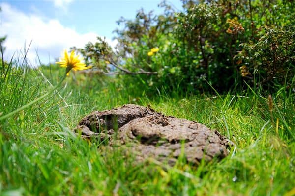 梦见踩到牛粪是什么意思 梦见踩到牛粪是什么意思