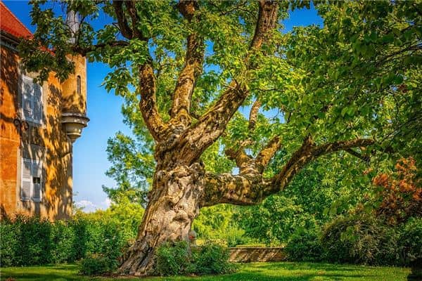 梦见高大的树是什么意思 梦见高大的树是什么意思