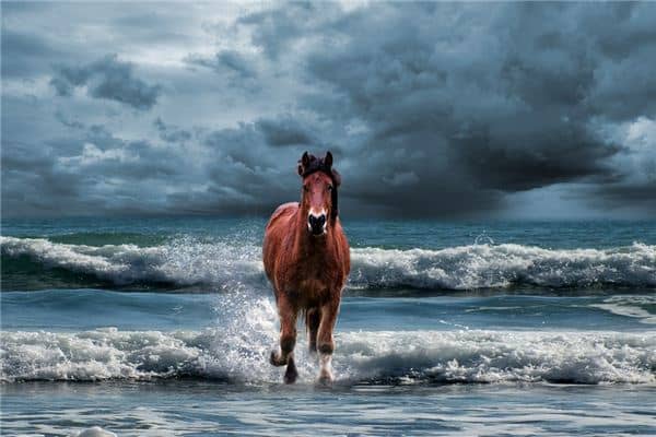 梦见马蹄声音是什么意思 梦见马蹄声音是什么意思