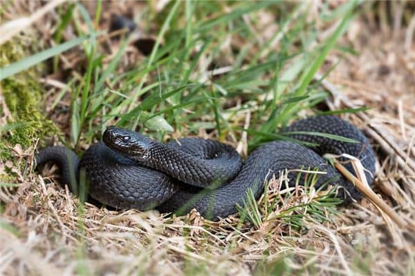 梦见蛇被人打死 梦见蛇被人打死