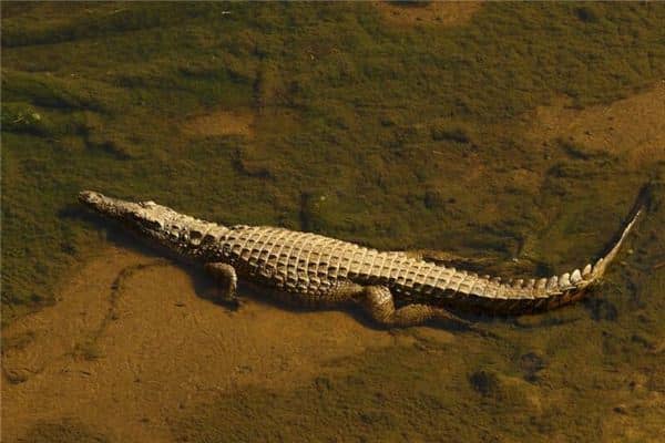 梦见被鳄鱼咬是什么意思 梦见被鳄鱼咬是什么意思