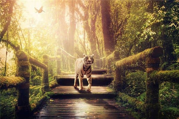 梦见动物追我是什么意思 梦见动物追我是什么意思