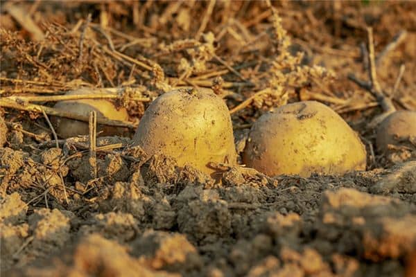 梦见挖土豆地是什么意思 梦见挖土豆地是什么意思