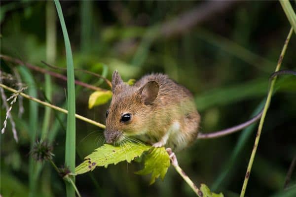梦见吃老鼠肉是什么意思 梦见吃老鼠肉是什么意思