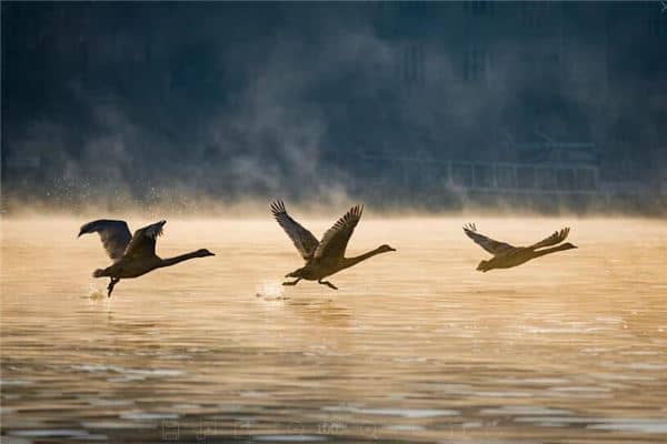 梦见在水上飞是什么意思 梦见在水上飞是什么意思