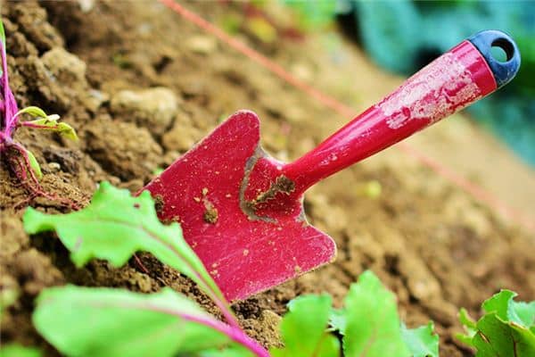 梦见挖土种花是什么意思 梦见挖土种花是什么意思