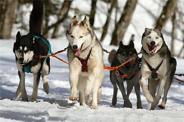 梦见被狗追赶是什么意思 梦见被狗追赶是什么意思