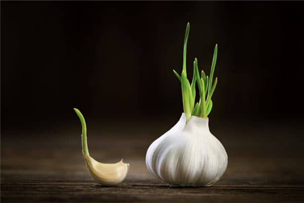 梦见拔蒜苗l是什么意思 梦见拔蒜苗l是什么意思