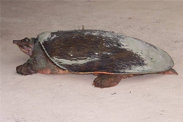 梦见抓到甲鱼是什么意思 梦见抓到甲鱼是什么意思