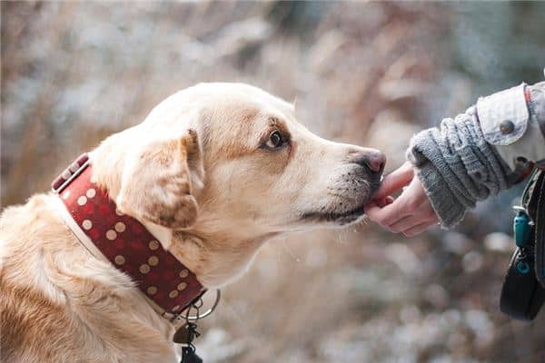 梦见被一群狗咬 梦见被一群狗咬