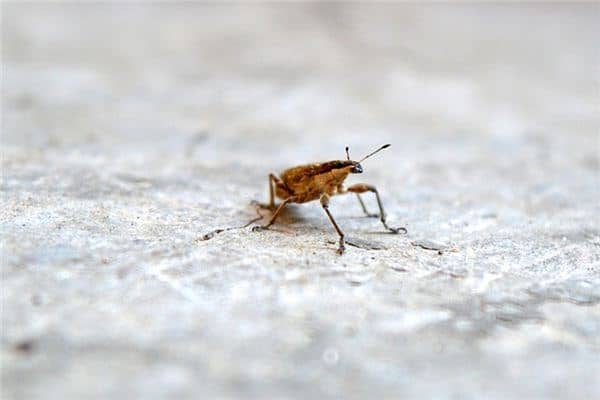 梦见虫子在身上爬 梦见虫子在身上爬