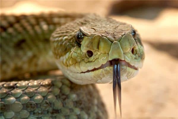 梦见被蛇咬脚 梦见被蛇咬脚