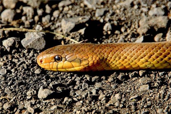 梦见蛇被砍头是什么意思 梦见蛇被砍头是什么意思