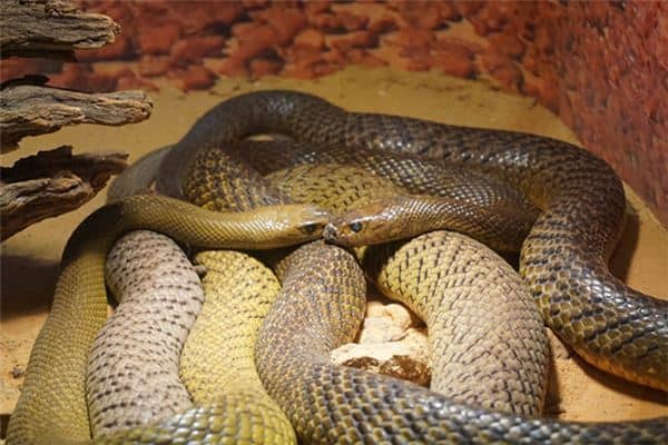 梦见两条花蛇是什么意思 梦见两条花蛇是什么意思