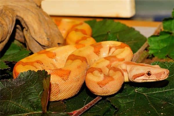 梦见两条大蟒蛇是什么意思 梦见两条大蟒蛇是什么意思