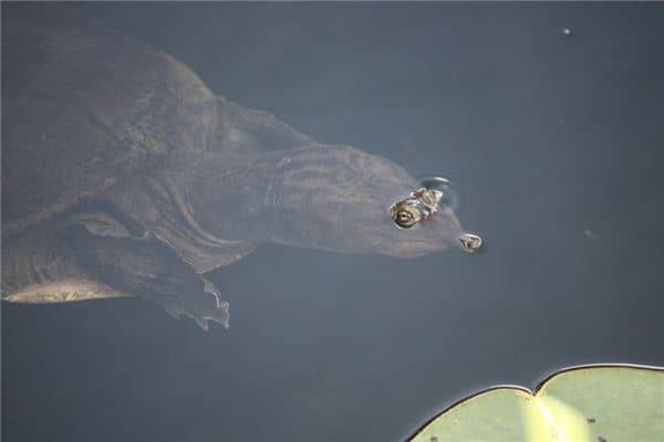 梦见王八咬我是什么意思 梦见王八咬我是什么意思