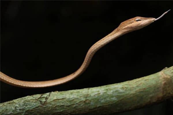 梦见粉色的蛇是什么意思 梦见粉色的蛇是什么意思