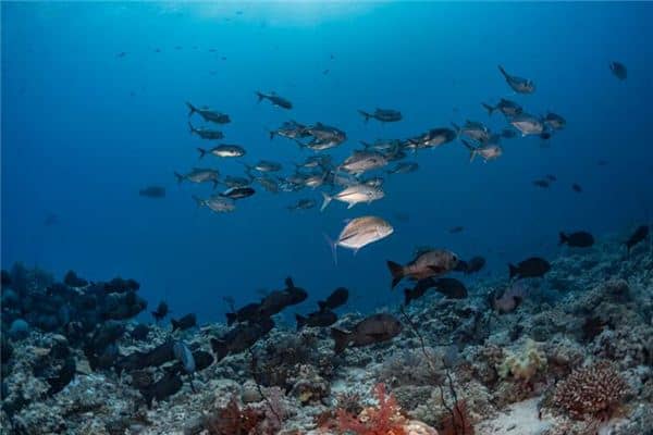 梦见大海和鱼是什么意思 梦见大海和鱼是什么意思