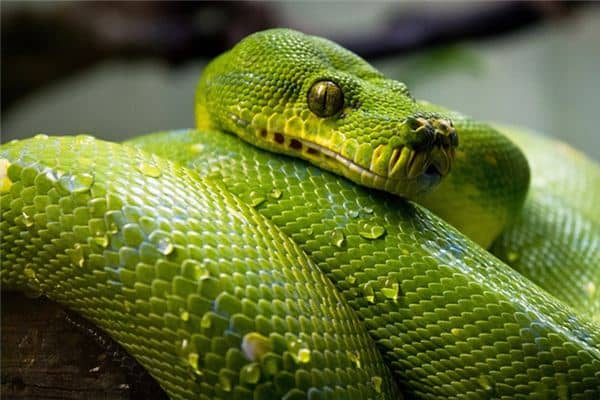 梦见被青蛇咬 梦见被青蛇咬