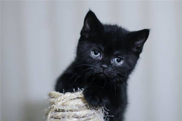 梦见女人黑猫是什么意思 梦见女人黑猫是什么意思