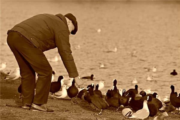 梦见给鸡喂食是什么意思 梦见给鸡喂食是什么意思