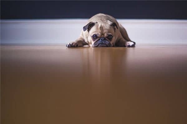 梦见小狗跟着我 梦见小狗跟着我