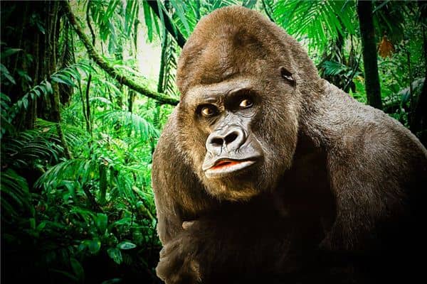 梦见猩猩追我是什么意思 梦见猩猩追我是什么意思