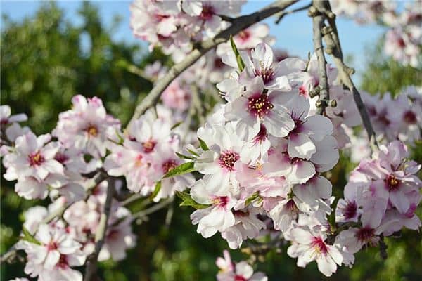 梦见杏树开花是什么意思 梦见杏树开花是什么意思