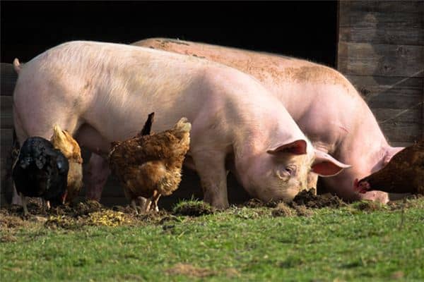 梦见喂猪吃食是什么意思 梦见喂猪吃食是什么意思