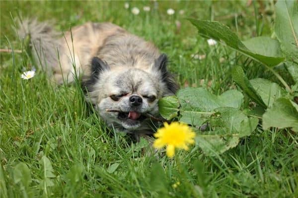 梦见狗叫想要咬我 梦见狗叫想要咬我