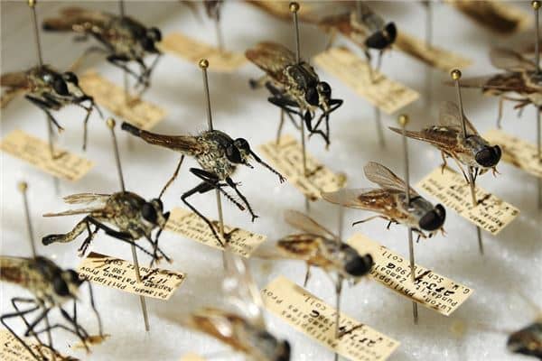 梦见蚊子很多是什么意思 梦见蚊子很多是什么意思