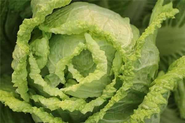 梦见老人菜心是什么意思 梦见老人菜心是什么意思