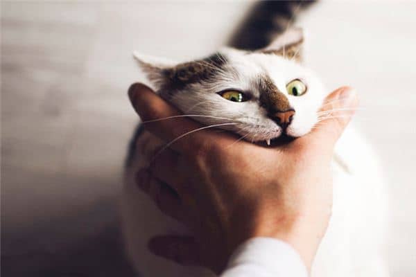 梦见被猫咬手出血 梦见被猫咬手出血