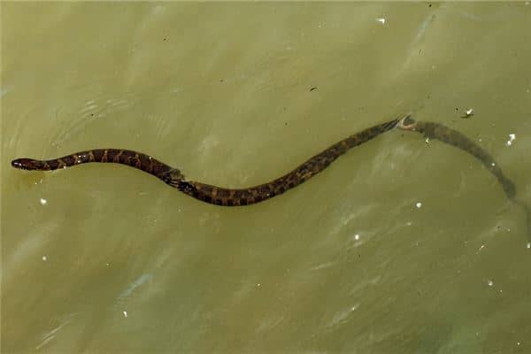 梦见很多水蛇是什么意思 梦见很多水蛇是什么意思