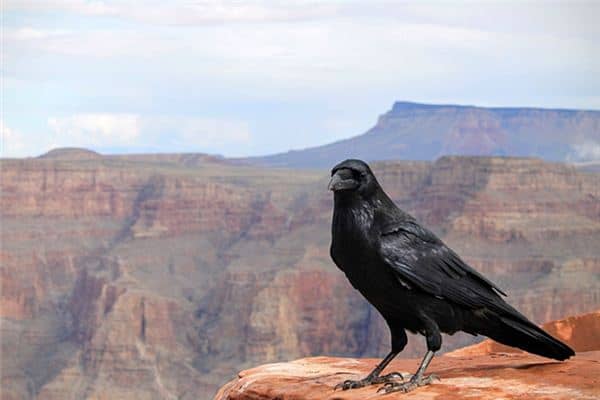 梦见黑乌鸦有是什么意思 梦见黑乌鸦有是什么意思