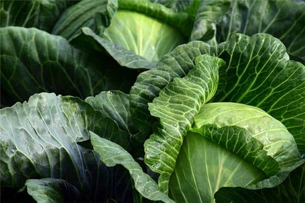 梦见一堆白菜是什么意思 梦见一堆白菜是什么意思