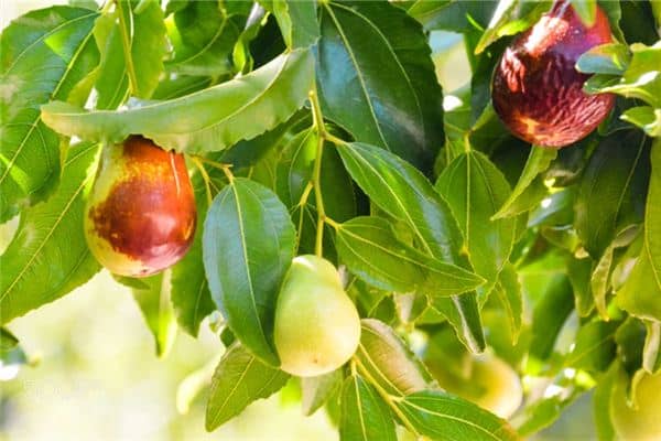 梦见修剪枣树是什么意思 梦见修剪枣树是什么意思