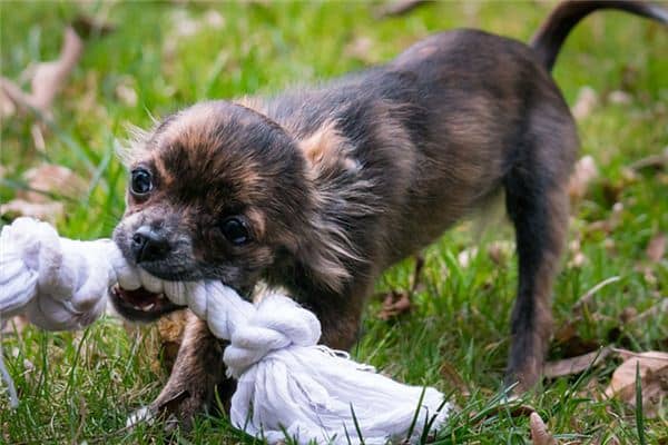 梦见狗咬我但是没咬到 梦见狗咬我但是没咬到