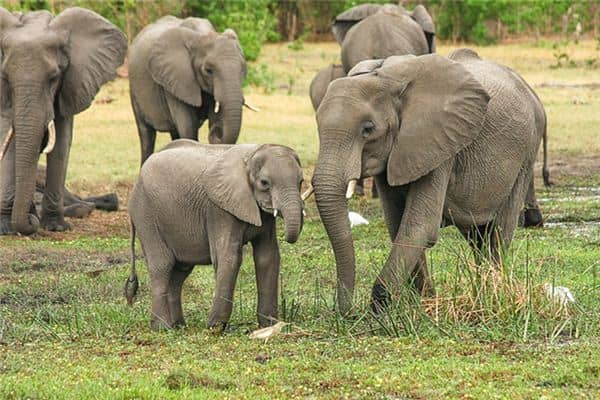 梦见很多动物是什么意思 梦见很多动物是什么意思