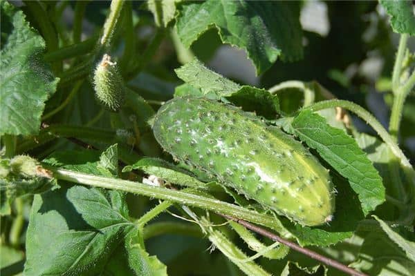 梦见黄瓜架上结满黄瓜 梦见黄瓜架上结满黄瓜