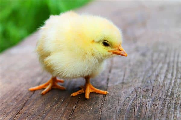 梦见小鸡死了是什么意思 梦见小鸡死了是什么意思