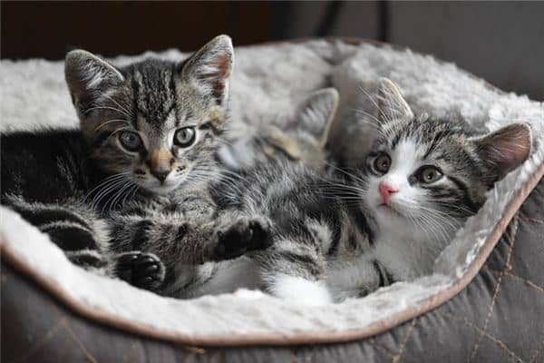 梦见听见猫叫是什么意思 梦见听见猫叫是什么意思